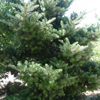 Abies koreana - Korean Fir