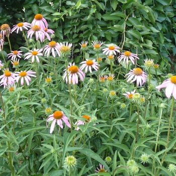 Echinacea purpurea - Purple Coneflower