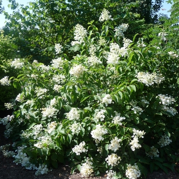 Hydrangea paniculata 'Brussells Lace' - Brussells Lace Hydrangea