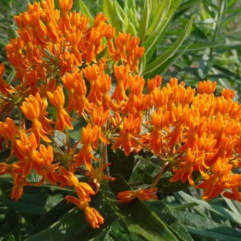 Asclepias tuberosa - Butterfly Milkweed