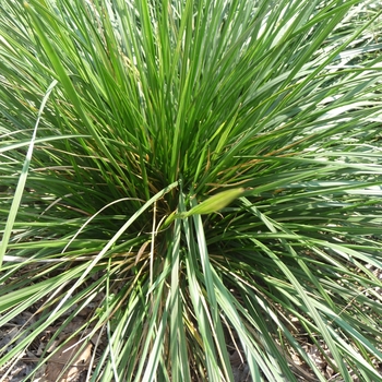 Deschampsia cespitosa - Tufted Hair Grass