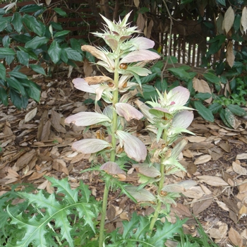 Acanthus spinosus - Spiny Bear's Breeches