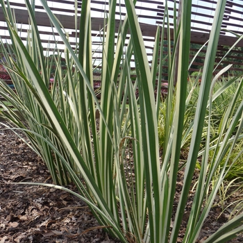 Acorus calamus 'Variegatus' - Variegated Sweet Flag