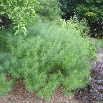 Amsonia hubrichtii - Arkansas Blue Star