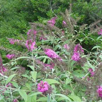 Buddleia 'Miss Ruby' PP19950, Can 3603 (Butterfly Bush) - Miss Ruby Butterfly Bush