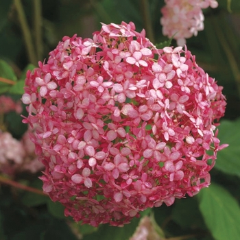 Hydrangea arborescens - Invincibelle® 'Spirit'