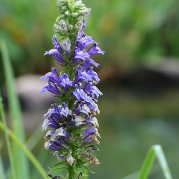 Lobelia siphilitica - Blue Cardinal Flower