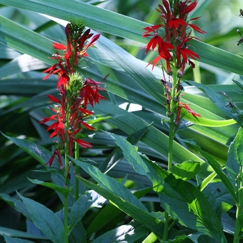 Lobelia cardinalis - Cardinal Flower