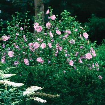 Hibiscus syriacus - Lavender Chiffon®