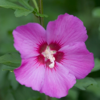 Hibiscus syriacus - Violet Satin®