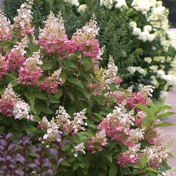 Hydrangea paniculata - Pinky Winky®