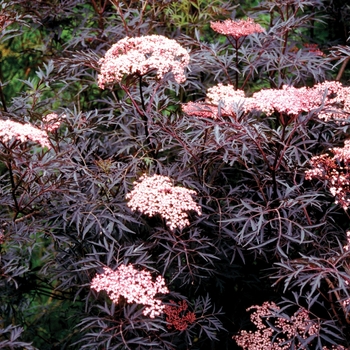 Sambucus nigra 'Black Lace' - Elderberry