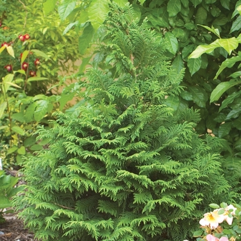 Chamaecyparis pisifera 'Dow Whiting' PP20883 - Soft Serve®