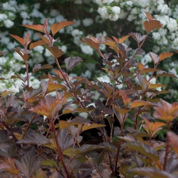 Physocarpus opulifolius - Coppertina®