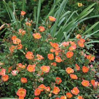 Rosa x 'FARROWRSP' PP30383 - Oso Easy Hot Paprika®