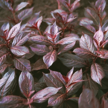 Weigela florida 'Midnight Wine' - Weigela