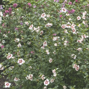 Hibiscus syriacus - Lil' Kim® Rose