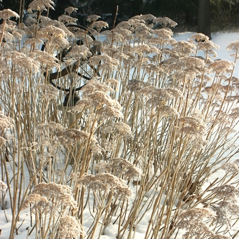 Hydrangea arborescens - White Dome®