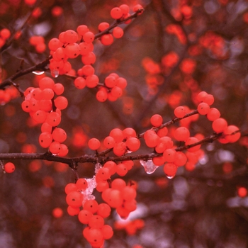 Ilex verticillata 'Spravy' - Berry Heavy®
