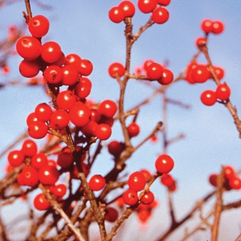 Ilex verticillata - Berry Nice®