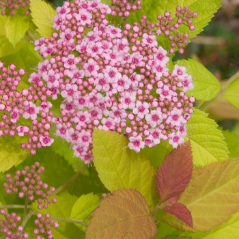 Spiraea x - Double Play® Big Bang™