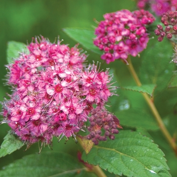 Spiraea japonica - Double Play® Artisan®