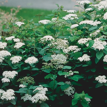 Spiraea x media 'Darsnorm' (Spirea) - Snow Storm™ Spirea