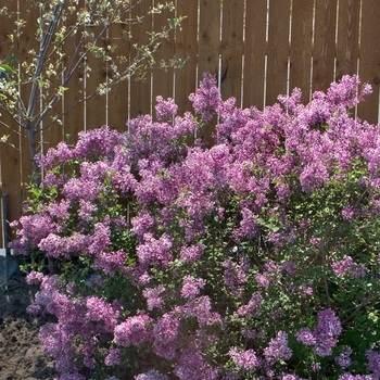 Syringa x - Bloomerang® Purple