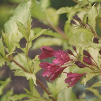Weigela florida 'Sonic Bloom Ghost' - Weigela