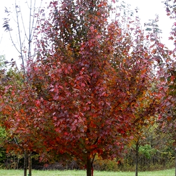 Acer rubrum 'Scarsen' - Scarlet Sentinel™ Red Maple