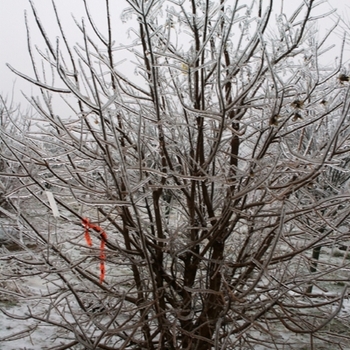 Acer campestre - Hedge Maple