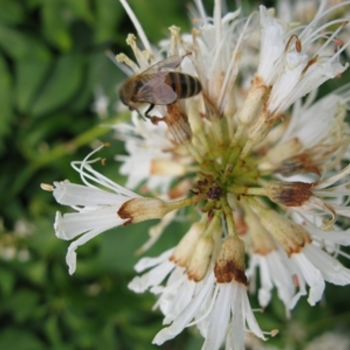 Aesculus parviflora - Bottlebrush Buckeye