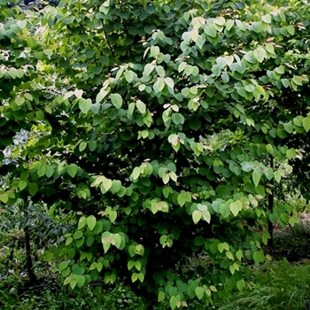 Cercidiphyllum japonicum - Katsura Tree