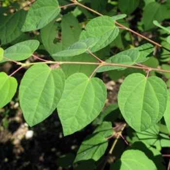 Cercidiphyllum japonicum - Katsura Tree