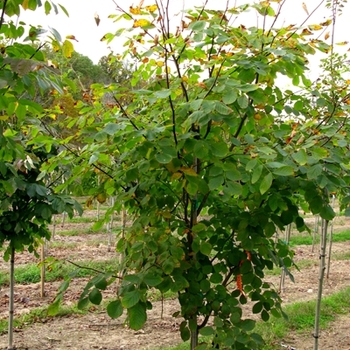 Cladrastis kentukea - Yellowwood