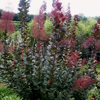 Cotinus x - 'Grace'