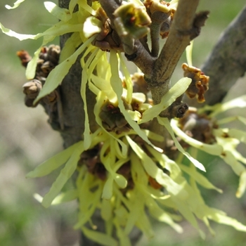 Hamamelis x intermedia 'Arnold's Promise' - Witch Hazel