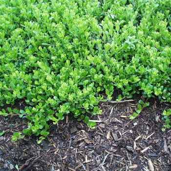 Arctostaphylos 'Emerald Carpet' - Manzanita