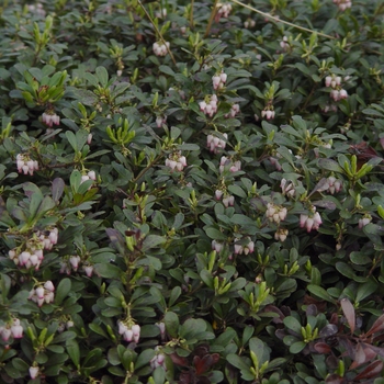 Arctostaphylos uva-ursi 'Massachusetts' - Massachusetts Kinnickkinnick