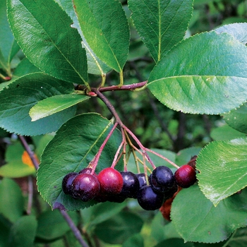 Aronia melanocarpa elata - Glossy Black Chokeberry