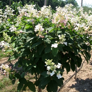 Hydrangea paniculata Pink Diamond - Pink Diamond Hydrangea