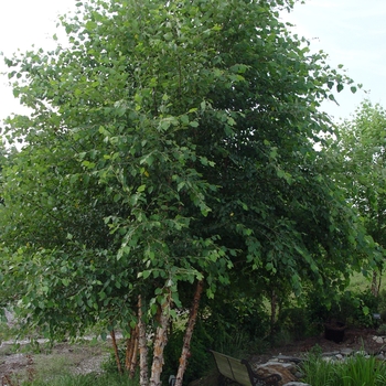 Betula nigra 'Heritage' - Heritage River Birch