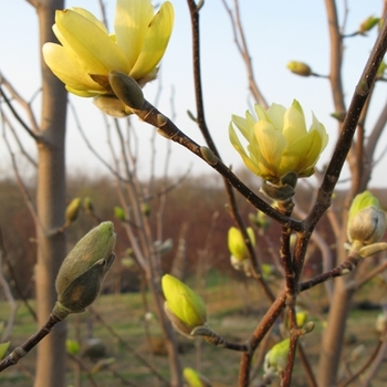 Magnolia x 'Butterfly' - Butterfly Magnolia