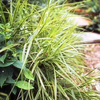 Carex muskingumensis - 'Oehme'