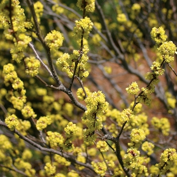 Lindera benzoin - Spicebush