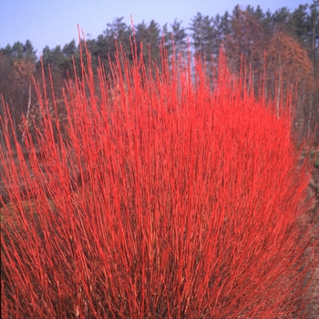 Cornus sericea, Cardinal - Red-Osier Dogwood