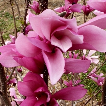 Magnolia x - Little Girl 'Jane' 