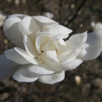 Magnolia stellata - Star Magnolia