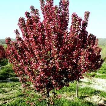 Malus 'Robinson' - Robinson Crabapple