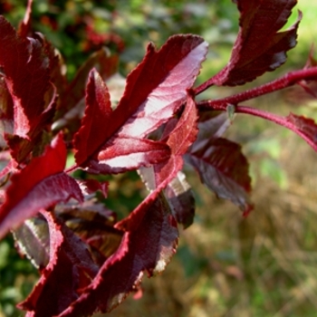 Malus hybrid - Royal Raindrops® Crabapple